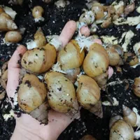 حلزون|خزنده|دزفول, |دیوار