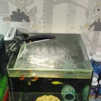 آکواریوم ۳۰ لیتری|ماهی|هشتگرد, فاز ۲ مهستان|دیوار