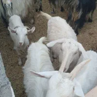 فروش بز محلی و سانن