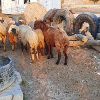 گوسفند