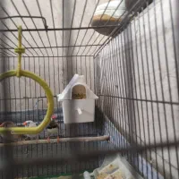 فنچ و قفس پرنده|پرنده|ملایر, |دیوار