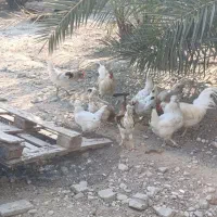 مرغ و خروس محلی