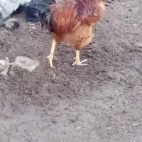 خروس گردن لخت|حیوانات مزرعه|گمیشان, |دیوار