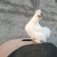 مرغ خروس لاری ابریشمی|حیوانات مزرعه|قم, نخودی|دیوار