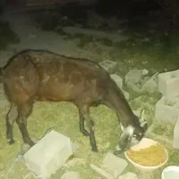 یک عدد بز پنجاپ اصیل چشم سفید