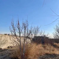 زمین-250متر-باغچه-چهاردیواری-سهیلیه