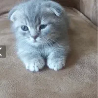 گربه اسکاتیش نر
