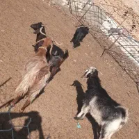 ۴عدد بز داشتی