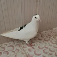 مفت مفت کفتر