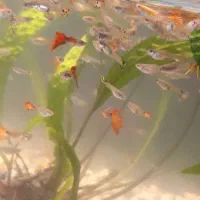 ماهی کوپی بالای ۳۰۰عدد