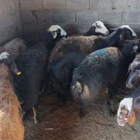 38راس گوسفند آبستن سنگین سونوگرافی|حیوانات مزرعه|سیمین شهر, |دیوار