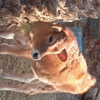 گاو گستر جرزی فروشی|حیوانات مزرعه|بم, |دیوار