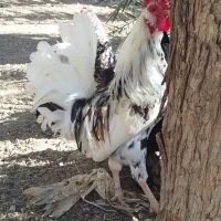 خروس جوان