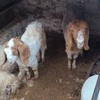 یک بز بابزغاله ویک عددبز|حیوانات مزرعه|رضویه, |دیوار