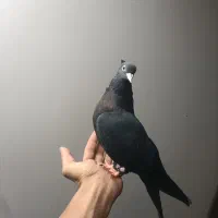 کفتر زاغ دستی