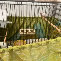 فنچ مولد سفید با ۵ تا جوجه ۱۰ روزه