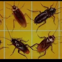 سمپاشی+سم پاش ضمانت کتبی+سوسک ساس موریانه سم قوی