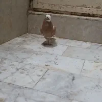 ۱میلیون|پرنده|سبزوار, قصبه شرقی|دیوار