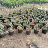 فتونیا و انواع گل