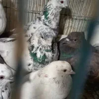 کبوتر ۱۲ عدد|پرنده|کاشان, امیرکبیر|دیوار