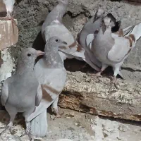 جوجه مسافتی