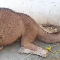 گوشت بچه شتر