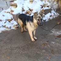 سگ ژرمن|سگ|قوچان, |دیوار