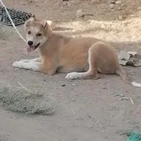 توله سگ شش ماهه|سگ|یزد, |دیوار