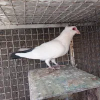 ماده دمسیاه کلاهی