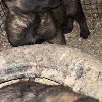 سگ مالینویز