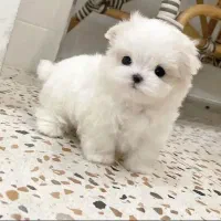 توله سگ مالتیز ،پودل،شیتزو