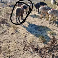 میش بره|حیوانات مزرعه|مشهد, کوشش|دیوار