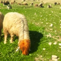 میش زایده|حیوانات مزرعه|مسجد سلیمان, |دیوار