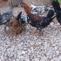 جوجه خروس گلین چهل تاج ریشو