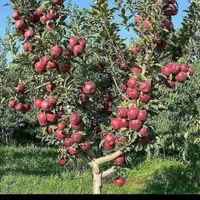 باغبانی مدرن بانرخ دولتی وتضمینی