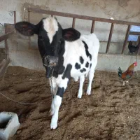 گاو خارجی با گوساله|حیوانات مزرعه|زابل, |دیوار