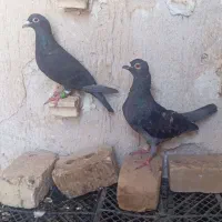کفتر