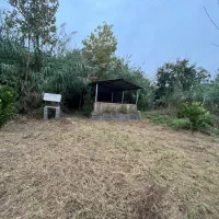 فروش نی به مقدار فراوان