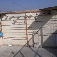 سلام تعداد ۳۰ کبوتر|پرنده|کهریزک, |دیوار