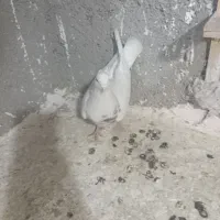 کبوتر شهرستانی|پرنده|بومهن, |دیوار