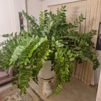 گلدان|گل و گیاه طبیعی|کاشان, فاز ۱ ناجی آباد|دیوار