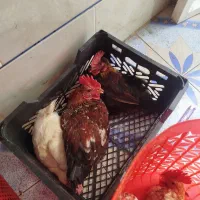 جوجه محلی