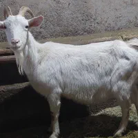 بز سانن|حیوانات مزرعه|خنداب, |دیوار