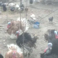 تعدادی بوقلمون نر وماده نژاد برنز وبوربون ۱۷ ماه