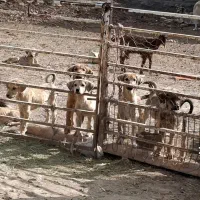 سگ سرابی