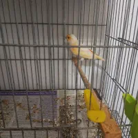 قناری موزایکی