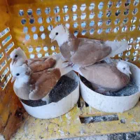 کبوترپرشی شازده زرد