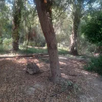 فروش درختان ۲۶ ساله نخل و زیتون و کنار