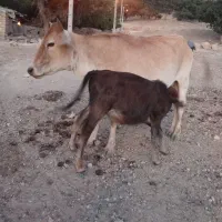 فروش گاوه