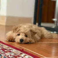 سگ پودل مینیاتوری